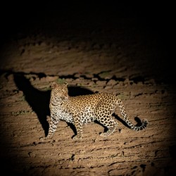 Leopard in the Night - South Luangwa National Park Zambia