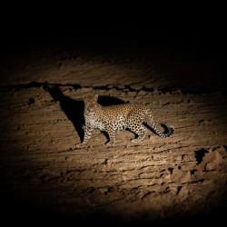Leopard in the Night 2 - South Luangwa National Park Zambia
