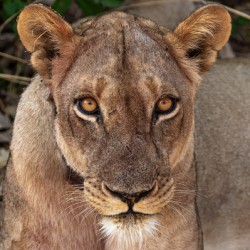 Lioness Stare in color - South Luangwa National Park Zambia