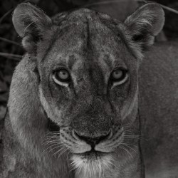Lioness Eye Contact - South Luangwa National Park Zambia
