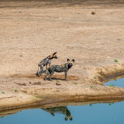 African Wild Dog Reflections - South Luangwa National Park Zambia
