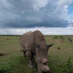 Northern White Rhino - Ol Pejeta Conservancy Kenya