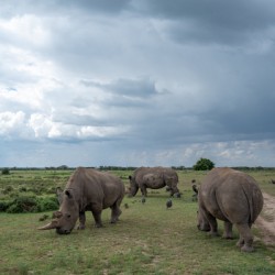Northern White Rhinos - Ol Pejeta Conservancy Kenya