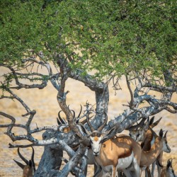 Sprinkboks in the Shade - Nxai Pans National Park Botswana