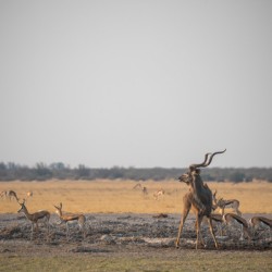 Kudu at the Water Hole - Central Kalahari Game Reserve Botswana