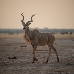 Mysterious Kudu 2 - Central Kalahari Game Reserve Botswana