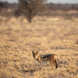 Jackal in the Morning Light - Central Kalahari Game Reserve Botswana
