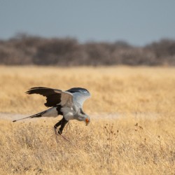 Secretary Bird - Central Kalahari Game Reserve Botswana