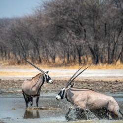 Gemsbok in the Watering Hole - Central Kalahari Game Reserve Botswana