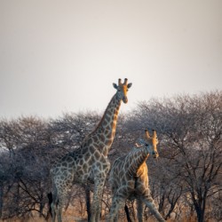Giraffes at the Water Hole - Central Kalahari Game Reserve Botswana