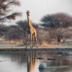 Giraffe at the Water Hole - Central Kalahari Game Reserve Botswana