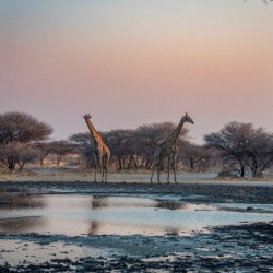 Giraffe Waterhole Sunset  - Central Kalahari Game Reserve Botswana