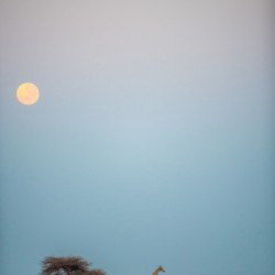 Giraffe Kalahari Sunrise 4 - Central Kalahari Game Reserve Botswana