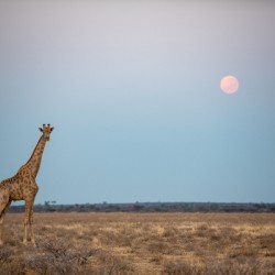 Giraffe Kalahari Sunrise 5 - Central Kalahari Game Reserve Botswana