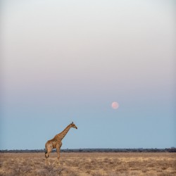 Giraffe Sunrise 3 - Central Kalahari Game Reserve Botswana
