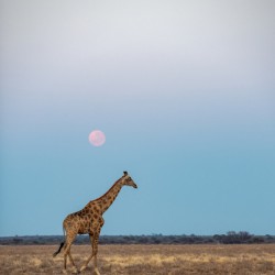 Giraffe Sunrise 2 - Central Kalahari Game Reserve Botswana