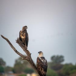 African Fish Eagles - Khwai Community Trust Botswana