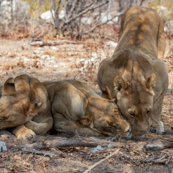 Cuddling Lionesses - Moremi National Park Botswana