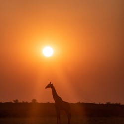 Giraffe Sunrise 5 - Central Kalahari Game Reserve Botswana