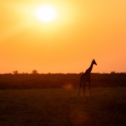 Giraffe Sunrise View - Central Kalahari Game Reserve Botswana