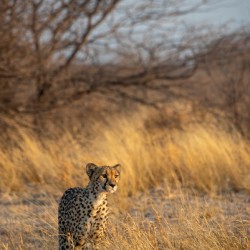 Kalahari Cheetah 3 - Central Kalahari Game Reserve Botswana