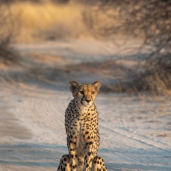 Kalahari Cheetah 4- Central Kalahari Game Reserve Botswana