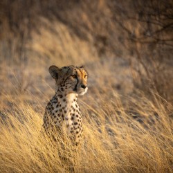 Kalahari Cheetah 2 - Central Kalahari Game Reserve Botswana