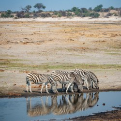Zebra Reflections - Makgadikgadi Pans National Park Botswana