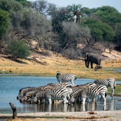 Thirsty Zebras - Makgadikgadi Pans National Park Botswana
