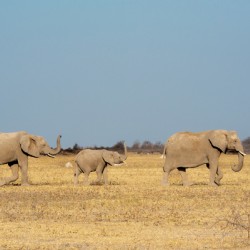 Elephants on the Move 2 - Nxai Pans National Park Botswana