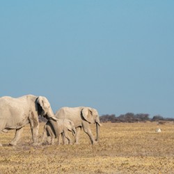Elephants on the move - Nxai Pans National Park Botswana