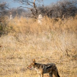 Playful Jackal - Central Kalahari Game Reserve Botswana
