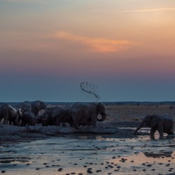 Thirsty Elephant Herd - Nxai Pans National Park Botswana