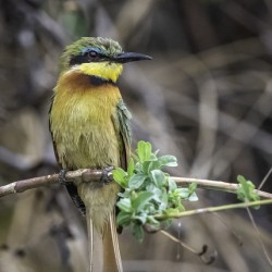 Bee Eater