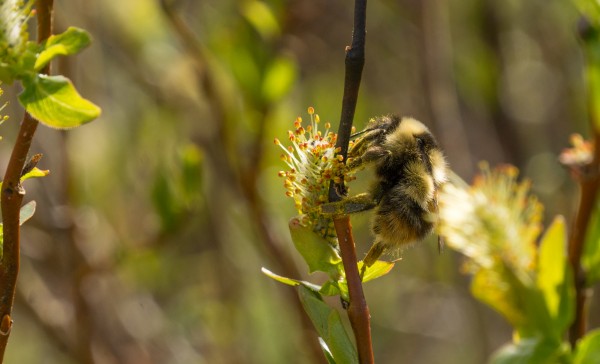POLLINATION Print
