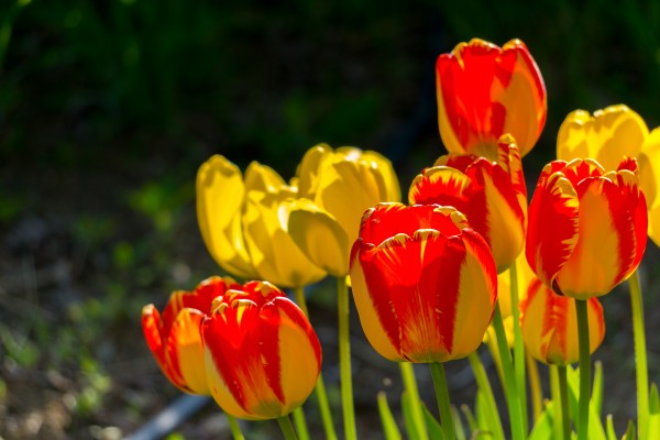 TULIPS FOR..... Print