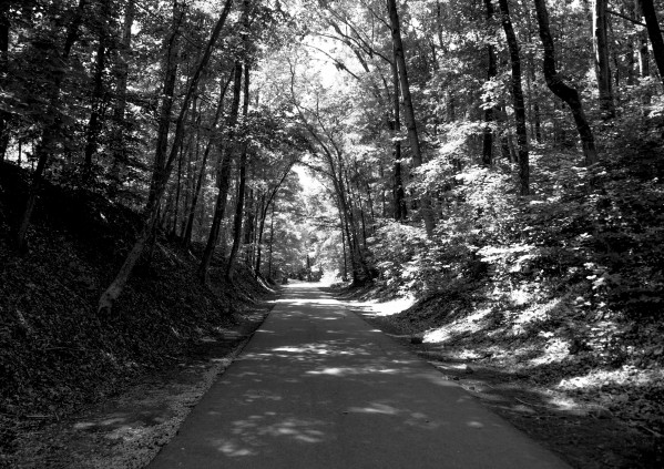 INTO THE TREES Print
