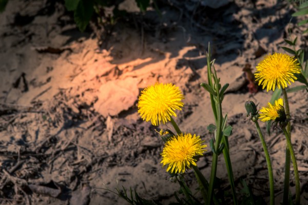 SUNFLOWER Print