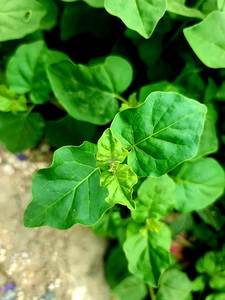  Natures Emerald Embrace: A Tapestry of Verdant Beauty
