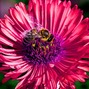  Nectars Dance: A Symphony of Natures Sweet Embrace2