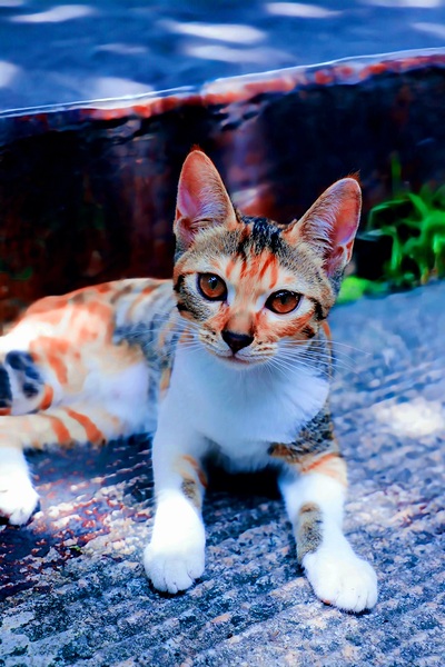 A Calico Cutie: A Symphony of Feline Beauty Print