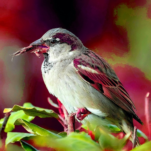 Natures Symphony: A Tapestry of Floral Beauty and Avian Grace Print