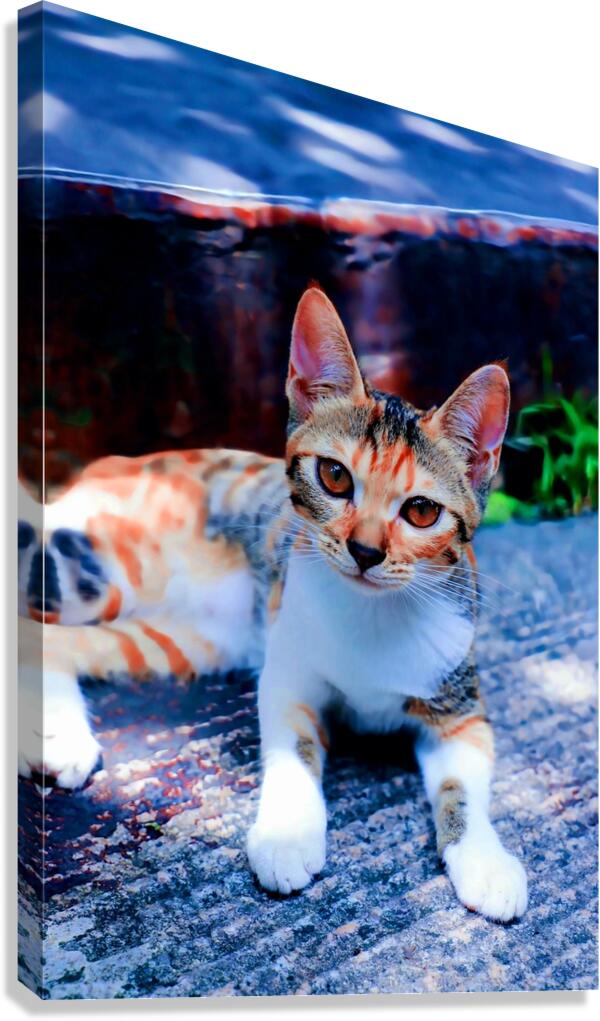 A Calico Cutie: A Symphony of Feline Beauty Canvas Print