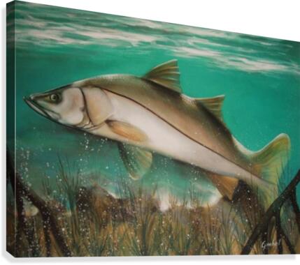 snook Canvas Print