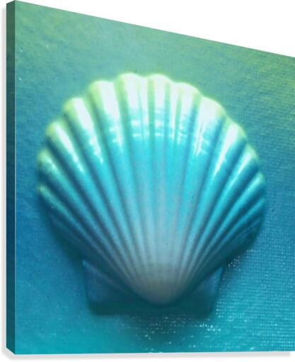 Blue Shell Canvas Print