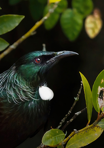Tui