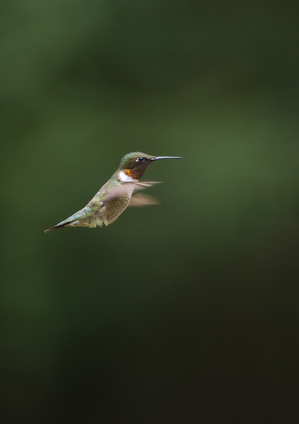 Ruby-Throated Hummingbird Print