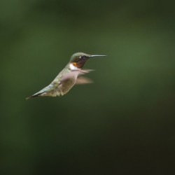 Ruby-Throated Hummingbird