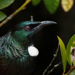 Tui