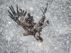 Gold Eagle in Flight